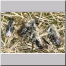 Andrena vaga - Weiden-Sandbiene -06- 02.jpg